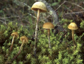 Galerina hypnorum (Schrank) Kühner