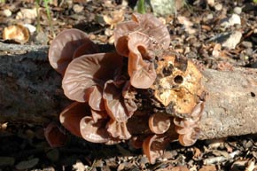 Auricularia auricula-judae (Fr.) Quél.