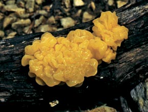 Tremella mesenterica (Retz) Fr.