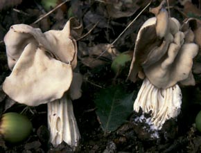 Helvella crispa Scop. : Fr.