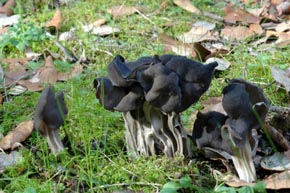 Helvella lacunosa Afzel. : Fr.