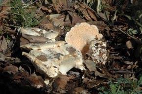 Hydnum albidum Peck.