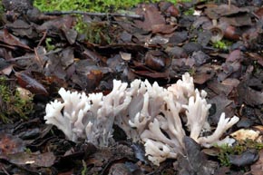 Clavulina cinerea (Bull. : Fr.) J. Schröt 