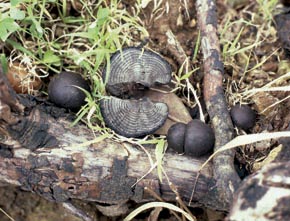 Daldinia concentrica (Bolton) Ces. & De Not.