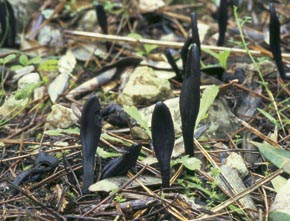Geoglossum umbratile Sacc.