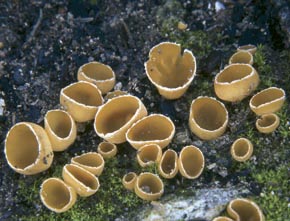 Geopyxys carbonaria (Alb. & Schwein.) Sacc.