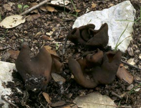 Otidea cochleata (Huds.) Fuckel
