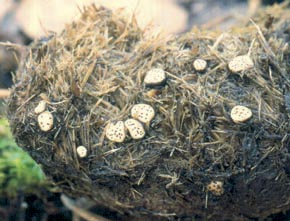 Poronia punctata (L.) Fr.