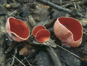 Sarcoscypha coccinea (Jacq.) Sacc.