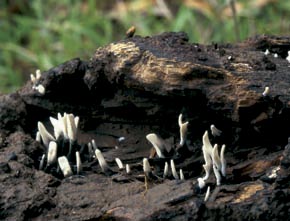 Xylaria hypoxylon (Lin.) Grev.