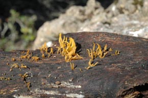 Calocera cornea (Batsch.) Fr.