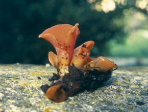 Tremiscus helvelloides (D.C.:Pers.) Donk