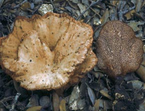Abortiporus biennis (Bull.) Singer