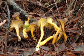 Cantharellus lutescens (Pers.) Fr.