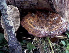 Coriolopsis gallica (Fr.) Ryvarden