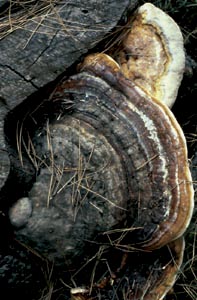 Fomitopsis pinicola (Sw.) P. Karst.