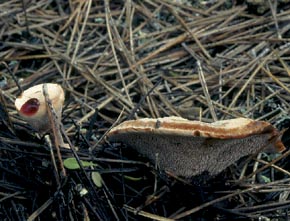Hydnellum ferrugineum (Fr.) P. Karst.