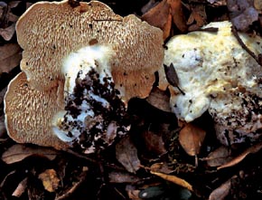 Hydnum repandum L.