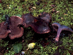 Sarcodon joeides (Pass.) Bat.