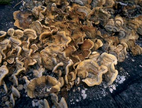 Stereum hirsutum (Willd.) Pers.