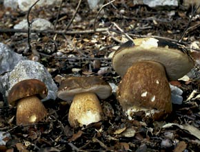 Boletus aereus Bull.