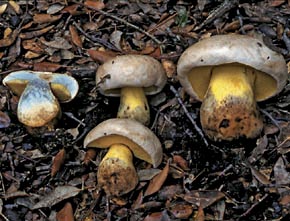 Boletus radicans Pers.
