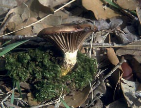 Gomphidius glutinosus (Schaeff.) Fr.