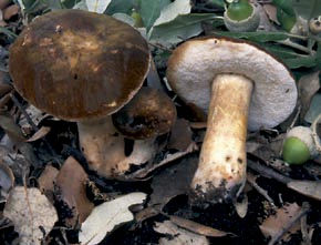Gyroporus castaneus (Bull.) Quél.