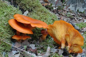 Omphalotus olearius (DC.) Singer