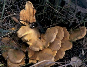 Paxillus panuoides (Fr.) Fr.