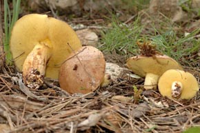 Suillus collinitus (Fr.) Kuntze