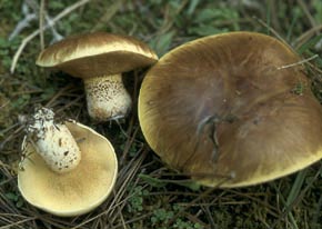 Suillus bellini (Inzenga) Watling