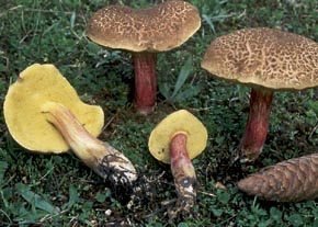Boletus chrysenteron Bull.