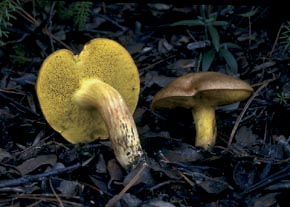 Boletus ferrugineus Boud.