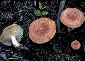 Lactarius chrysorrheus Fr.