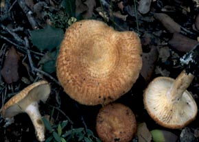 Lactarius mairei Malençon
