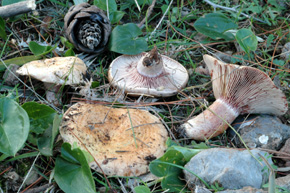 Lactarius sanguifluus (Paulet) Fr.
