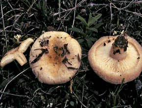 Lactarius tesquorum Malençon