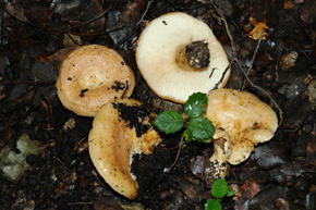 Lactarius zonarius (Bull.) Fr.