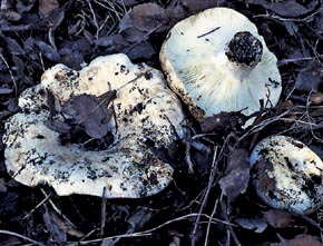Russula delica Fr.