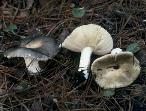 Russula grisea (Batsch) Fr.