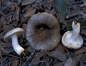 Russula insignis Quél.