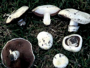 Agaricus bitorquis (Quél.) Sacc.