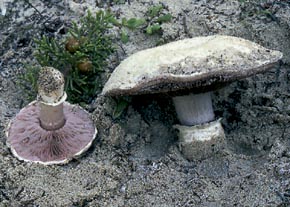 Agaricus devoniensis Orton