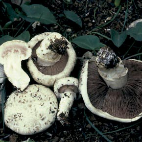 Agaricus bernardii Quél.