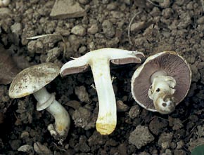 Agaricus xanthodermus Genev.