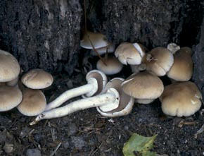 Agrocybe aegerita (V. Brig.) Singer
