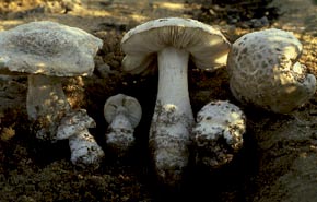 Amanita baccata (Fr.) Gillet