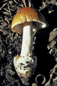 Amanita crocea (Quél.) Singer