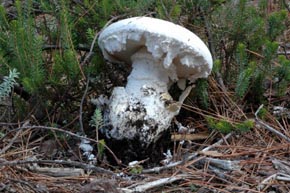 Amanita ovoidea (Bull.) Link